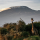 Illustration for article titled 4 Must-Knows Before You Go Climbing Kilimanjaro